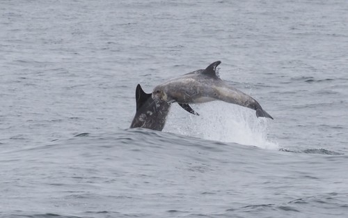 Risso's Dolphin