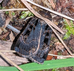 Pseudohermonassa tenuicula