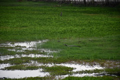 Caiman crocodilus chiapasius