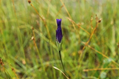 Gentianopsis detonsa