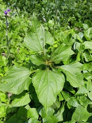 Tithonia tubaeformis