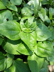 Tithonia tubaeformis