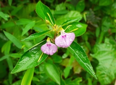 Impatiens minor
