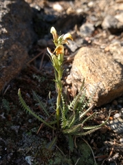 Pedicularis parryi