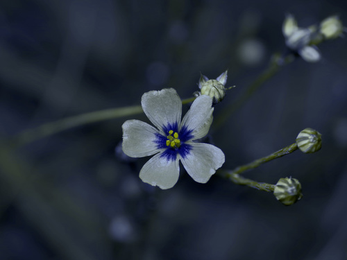 Texas flax (Linum hudsonioides)