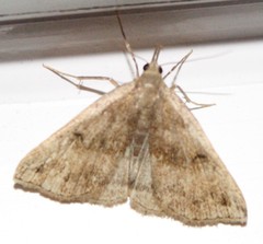 Phalaenostola eumelusalis