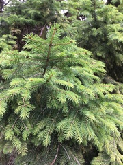 Picea wilsonii