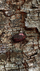 Protaetia orientalis