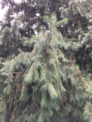 Picea smithiana