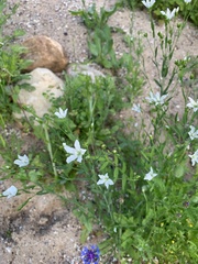 Linum catharticum