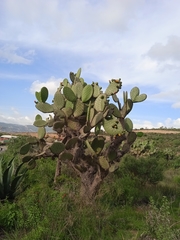 Opuntia hyptiacantha