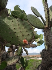 Opuntia hyptiacantha