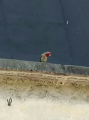 Haemorhous mexicanus