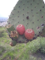Opuntia hyptiacantha