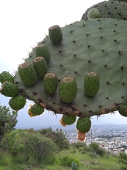 Opuntia hyptiacantha
