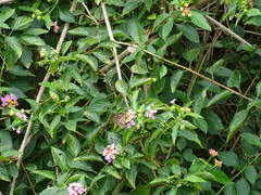 Parantica nilgiriensis