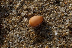 Notocypraea angustata