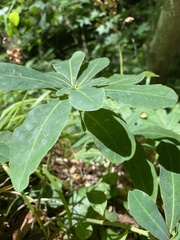 Rhododendron luteum