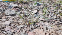 Festuca richardsonii