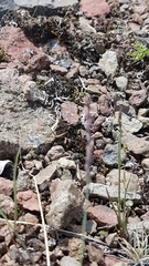 Festuca richardsonii