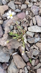 Cerastium beeringianum