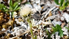 Antennaria monocephala
