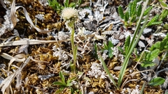Antennaria monocephala