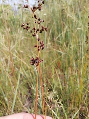 Juncus atratus
