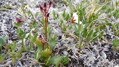 Micranthes razshivinii