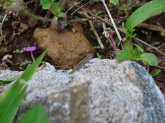 Cnemaspis yercaudensis