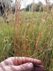 Agrostis vinealis