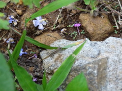 Cnemaspis yercaudensis