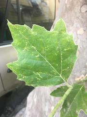 Platanus × hispanica