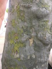 Platanus × hispanica