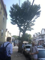 Platanus × hispanica