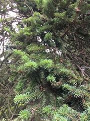 Abies recurvata