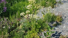 Cnidium cnidiifolium