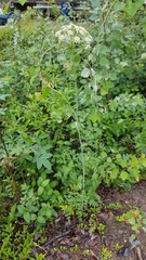 Cnidium cnidiifolium