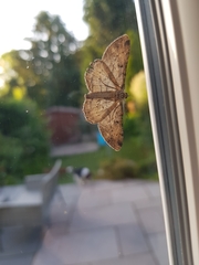 Peribatodes rhomboidaria