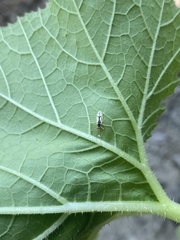 Hyaliodes
