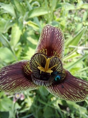 Tigridia vanhouttei