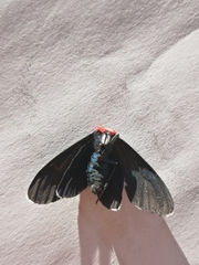 Ctenucha rubroscapus