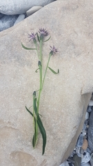 Saussurea angustifolia