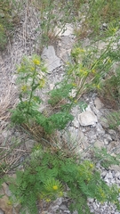 Descurainia sophioides