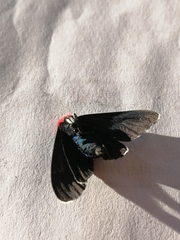 Ctenucha rubroscapus