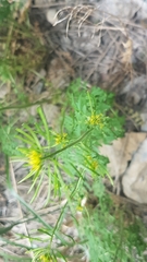 Descurainia sophioides