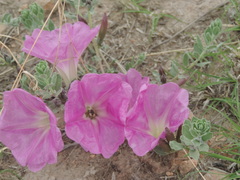 Ipomoea lenis