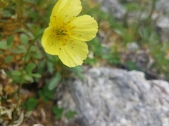 Papaver macounii discolor