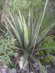 Agave albomarginata