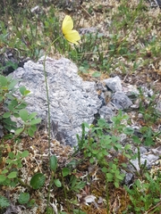 Papaver macounii discolor